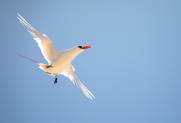 Image showing The red-tailed tropicbird, Phaethon rubricauda, Nosy Ve. Madagascar wildlife