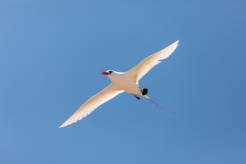 Image showing The red-tailed tropicbird, Phaethon rubricauda, Nosy Ve. Madagascar wildlife