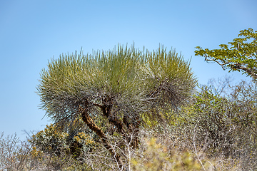 Image showing Tourist trail in Tsimanampetsotsa national park. Madagascar wilderness landscape.