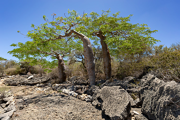 Image showing Tourist trail in Tsimanampetsotsa national park. Madagascar wilderness landscape.