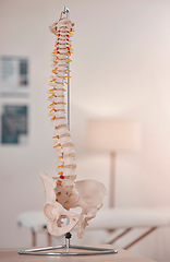 Image showing Spine model, bone and chiropractic office on table, desk or display for learning, education or advice. 3D print, human bones and background for physiotherapy, chiropractor or healthcare in clinic