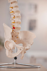 Image showing Model hip, spine and chiropractic office on table, desk or display in study, education or learning. 3D print, human skeleton and background for chiropractor, physiotherapy or healthcare in clinic