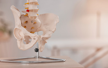 Image showing Anatomy, bones and skeleton in a medical, hospital and healthcare office to show pelvic hip bone. Medical, clinic and science facility model to educate, learn and study the human body with mockup