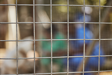 Image showing Steel fence, blurred background and animal shelter volunteers keep animals safe, secure and fed for adoption play outdoors in nature. Pet care, veterinary clinic and workers behind chain link fence