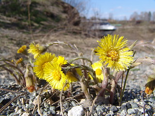 Image showing Coltsfoot