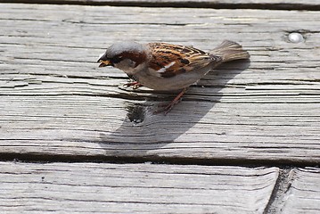 Image showing Passer domesticus