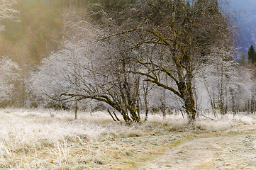 Image showing old frozen trees in backlight with rime on the ground