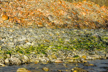 Image showing green and red stones in river