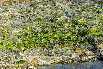 Image showing green stones that are frost-frozen in river