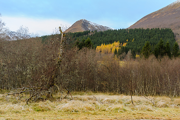 Image showing yellow autumn colored trees among green fir trees with frozen gr