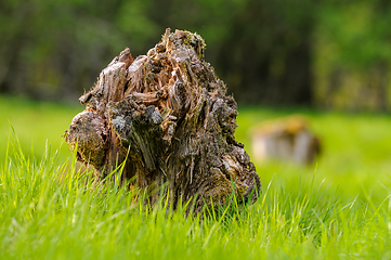 Image showing old crumbled tree stump in green grass