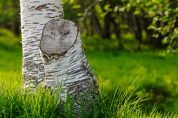 Image showing chopped birch stump in green grass