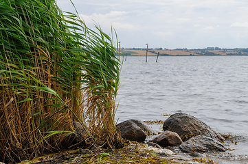 Image showing reed grass between stones by the sea