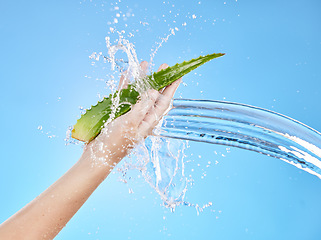Image showing Aloe vera, plant and water splash on a blue background for healthcare, skincare and health benefits as cosmetics and dermatology mock up. Hand of woman with herb, cactus or tropical leaf for body