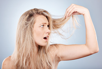 Image showing Woman, shocked and hair care health or cosmetics wellness for hair loss in studio. Young blonde model, dry and messy hairsyle or girl upset for split ends or damaged hair in grey background studio