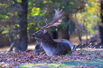 Image showing beautiful fallow deer stag in a glade