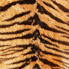 Image showing black stripes on tiger pelt