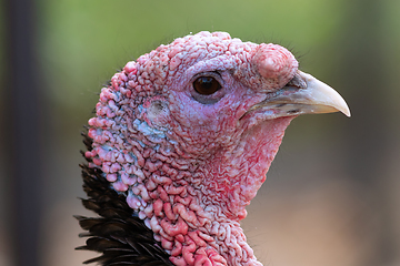 Image showing colorful turkey portrait over green out of focus background