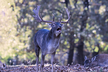 Image showing fallow deer in mating season