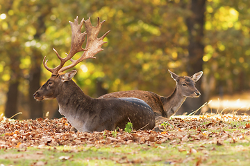 Image showing fallow deer with hind