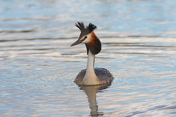 Image showing Podiceps cristatus displaying in mating season