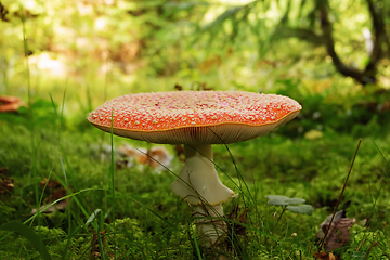 Image showing red agaric in autumn light