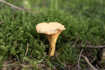 Image showing uncultivated golden delicious mushroom 