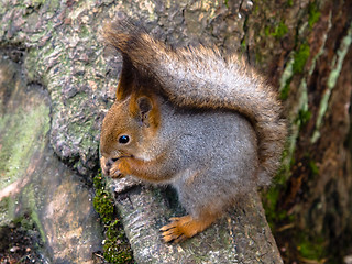 Image showing squirrel