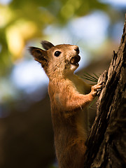 Image showing squirrel