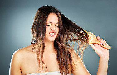 Image showing Woman, hair care and annoyed tangle with brush for beauty, cosmetics and self care by blue background. Model, hair and detangle brushing with frustrated face in wellness studio for cosmetic hairstyle
