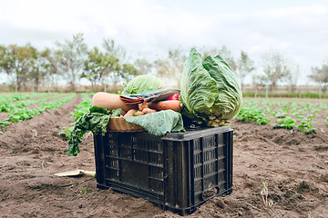 Image showing Agriculture, field harvest and container of vegetables, organic food and spring growth isolated on sustainability farm. Countryside dirt soil, eco friendly farming and crate of vegan health produce