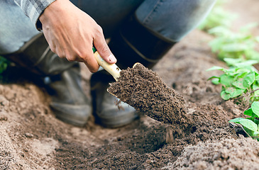 Image showing Sustainable, farm and man farming with soil to plant vegetables, produce or plants on a field. Agriculture, eco friendly and agro farmer working with dirt in a green environment in the countryside.