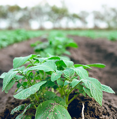 Image showing Farming, plants and ecology on a farm for growth of food, agriculture and sustainability in the countryside. Earth day, leaves and eco friendly field for vegetables in dirt in a natural environment