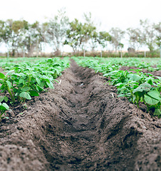 Image showing Farm, agriculture and empty field for gardening with sprouts or seedlings in a natural environment. Nature, landscape and earth with plants growing for a healthy farming and ecology background