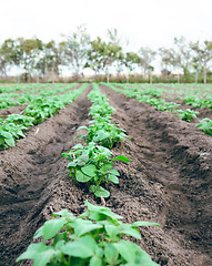 Image showing Agriculture farm, plant growth sustainability and field for carbon capture or ecology farming. Eco friendly farming, plantation and vegetables for clean energy or sustainable food in countryside