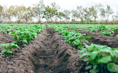 Image showing Agriculture, sustainability and farm with plant on field in countryside for organic, spring and growth with nobody. Agro, ecology and environment with empty soil ground and trees for nature resources