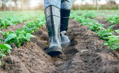 Image showing Farm, shoes and feet of a farmer walking through an agriculture garden for harvest and sustainability. Agro, countryside and gardener foot in boots walk through field and soil in nature