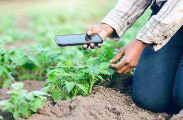 Image showing Photo, agriculture and farmer farming with phone for digital innovation in sustainability on a farm. Picture, ecology and eco friendly person with mobile app to check for growth of plants on a field