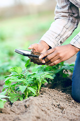 Image showing Farm, phone and take picture of plants, social media and connect outdoor. Agriculture, smartphone and male farmer catalog vegetables, produce and plantation for health, wellness or quality control