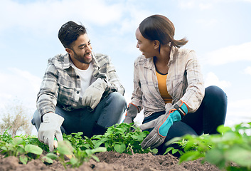 Image showing Farming, agriculture and couple doing gardening together with plants in soil for sustainability on an agro farm in the countryside. Teamwork of man and woman farmer during harvest season in a garden