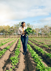 Image showing Happy woman, spinach agriculture and nature harvest, gardening environment and spring field, sustainability and agro supply chain. Black woman farming healthy, green and eco vegetables in countryside