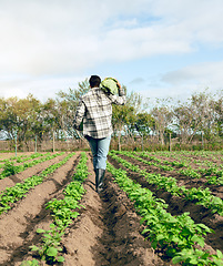 Image showing Harvest, farming and man walking on food farm for agriculture, sustainability and ecology on a field. Cabbage, vegetables and back of a farmer working on nutrition and plants in the countryside