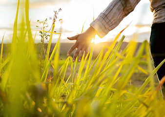 Image showing Freedom, nature and sunset with hand in field for relaxation, peace and meadow walk for wellness. Free, relax and calm woman walking in peaceful green field for outdoor leisure activity.