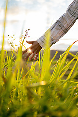 Image showing Freedom, flare and hand of a person on a field for spring, plants and ecology with sun in the countryside. Agriculture, growth and man free in nature, walking and adventure with sunshine in summer