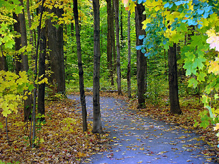 Image showing Fall foliage