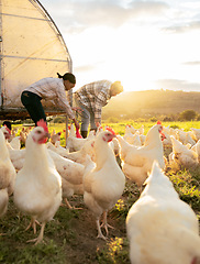 Image showing Chicken, poultry and man with woman farming, livestock and feeding animal for agriculture and chicken farming. Countryside farm with lens flare, organic and farmer couple on field and sustainability