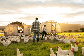 Image showing Farm, couple and chicken with an agriculture team working together outdoor in the poultry industry. Grass, nature and sustainability with a man and woman farmer at work with agricultural chickens