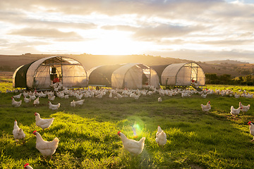 Image showing Farm, agriculture and sustainability with chickens on a field of grass for free range poultry farming. Sky, nature and clouds with a bird flock on agricultural land in the green countryside