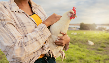 Image showing Woman, chicken farmer and countryside farm of sustainable food, organic livestock farming and healthy poultry sustainability. Egg harvesting, free range animals and modern eco friendly agriculture