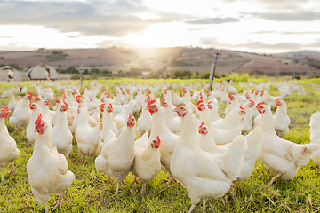 Image showing Farm, sustainability and chicken flock on farm for organic, poultry and livestock farming. Lens flare with hen, rooster and bird animals in countryside field in spring for meat, eggs and protein
